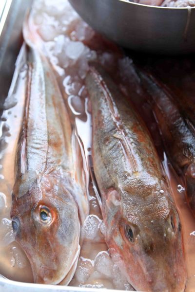 Gazprom Hungarian Open ATP 250